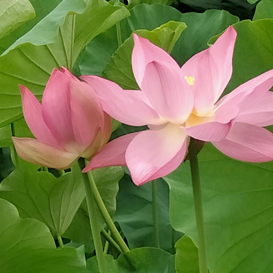 花好月圆🌙人团圆🌸🌺🍎