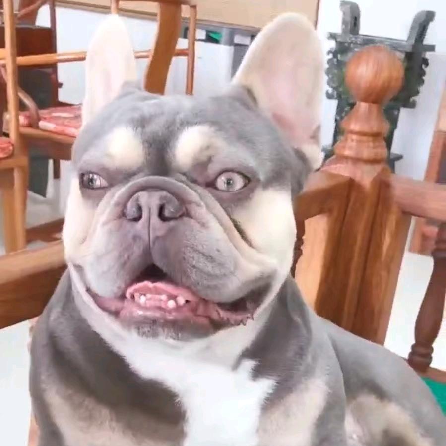 三妹家的法斗(小号卖🐶私聊)
