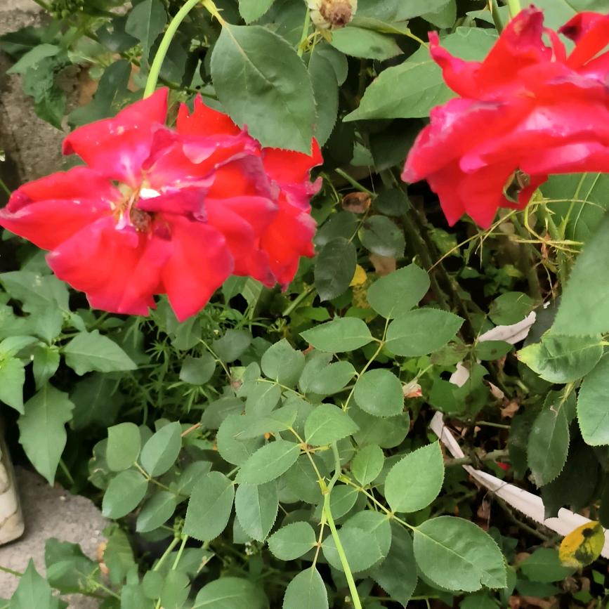 用户418485809妈妈侠