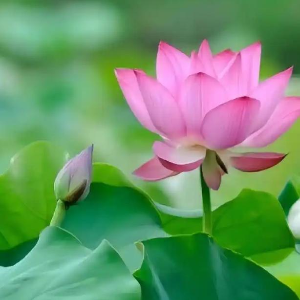 一寸青莲