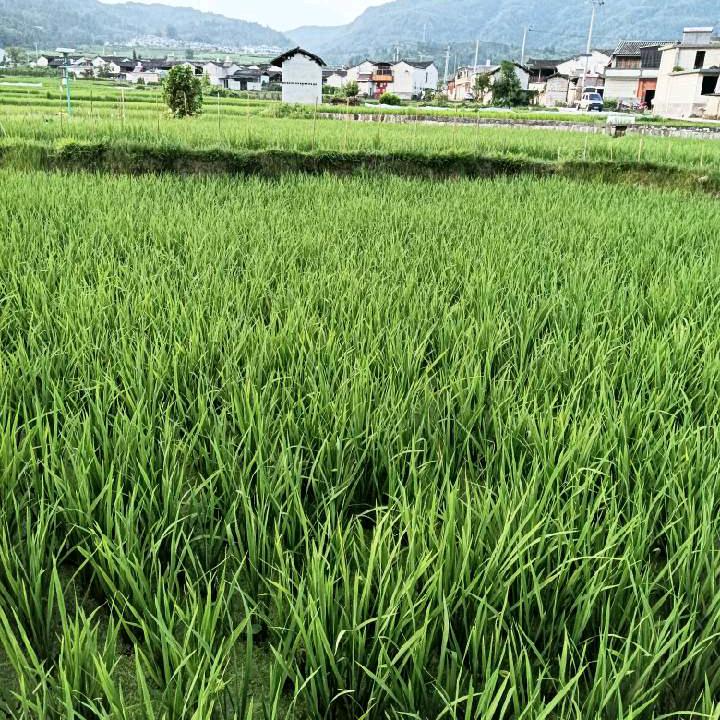 一帆风顺