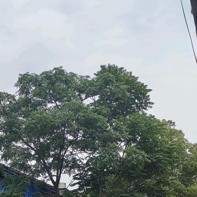 今天也没早睡