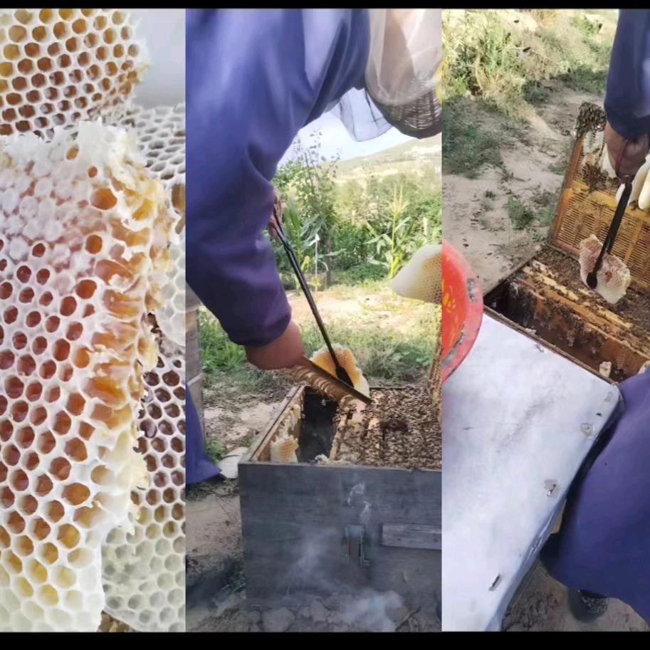 蜂王