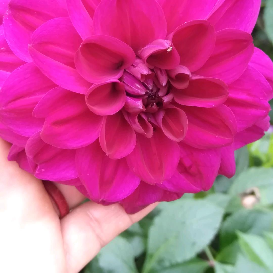 福🌹🌹