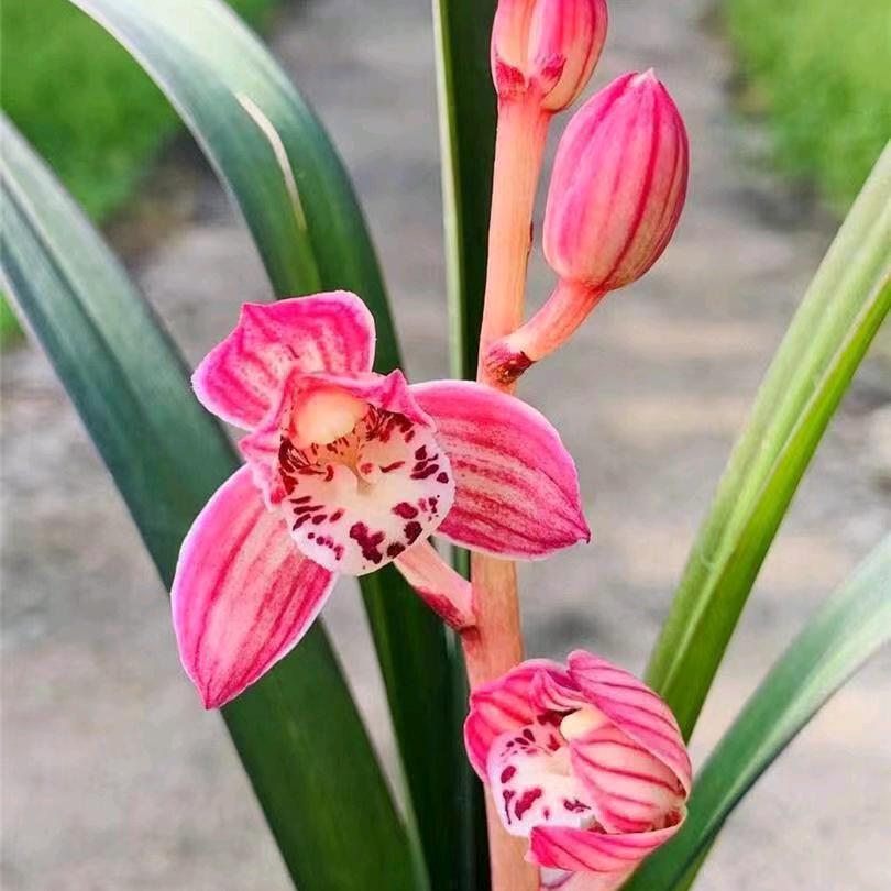 《我命由》我不由天