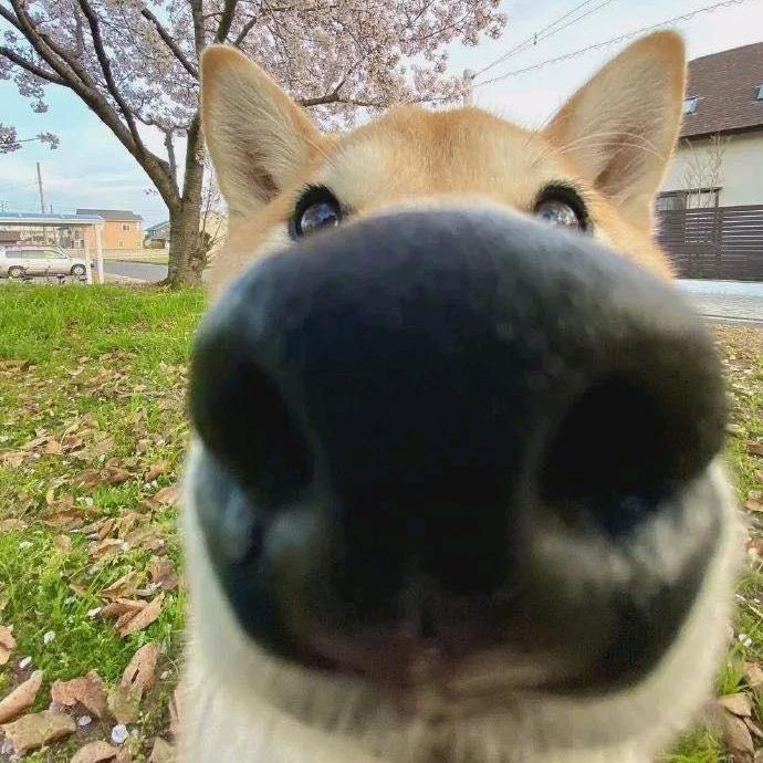 我不是牙神