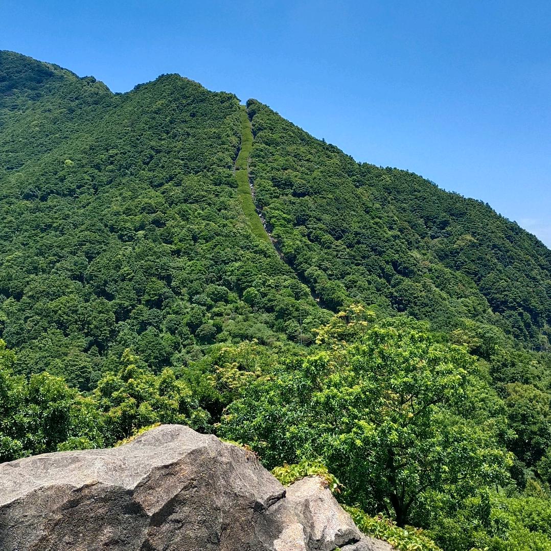 会飞的鱼