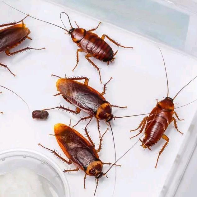 蚂蚁蟑螂药一窝端家用无毒