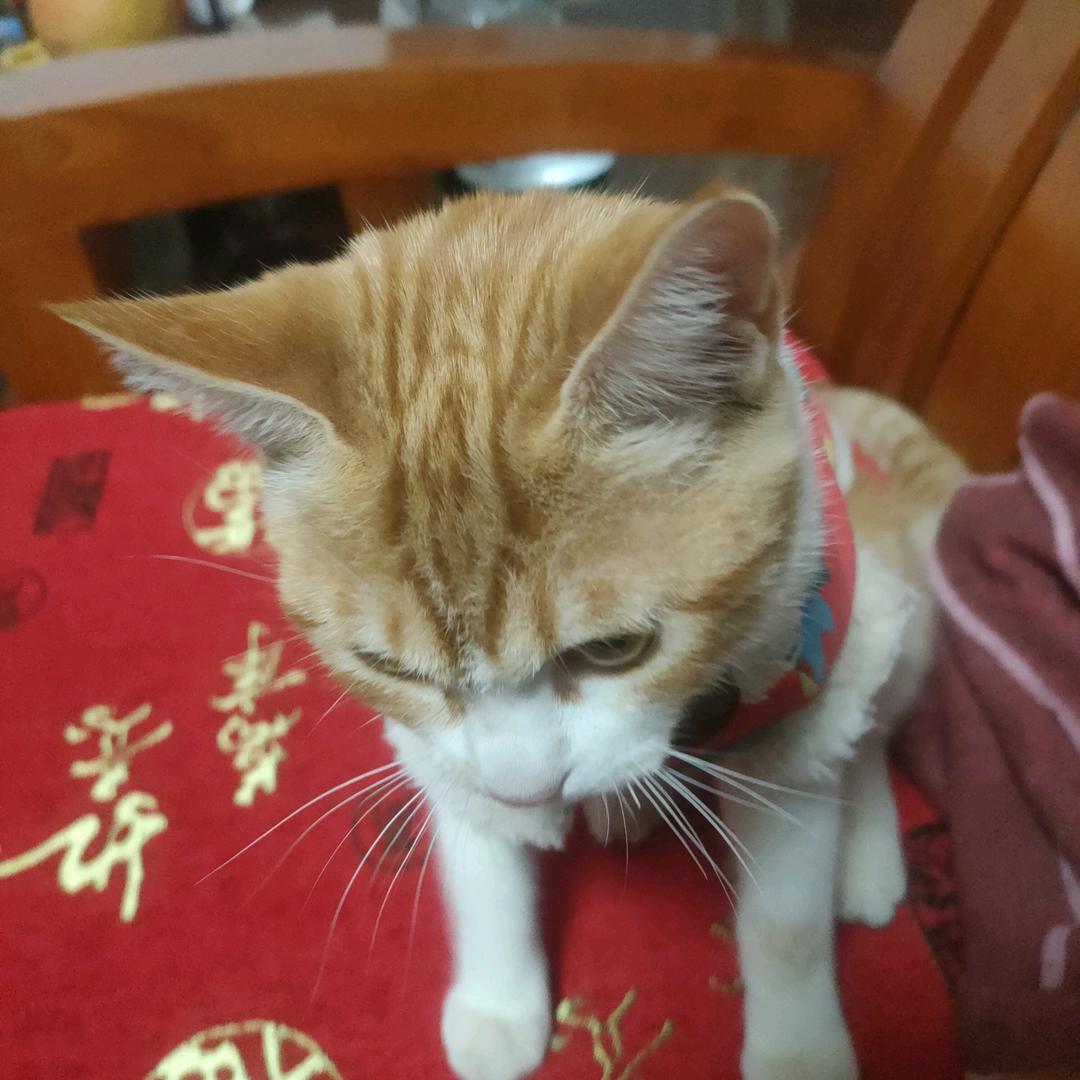 小辣椒橱窗好物选购