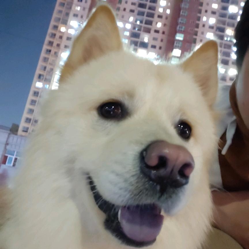 熬夜波比头像