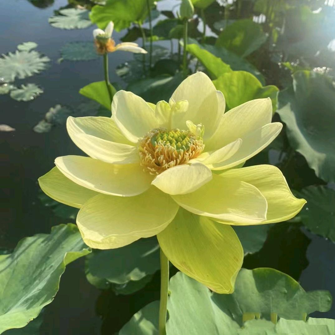 🎀栀子花开