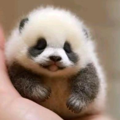 熊猫大人（封印中）