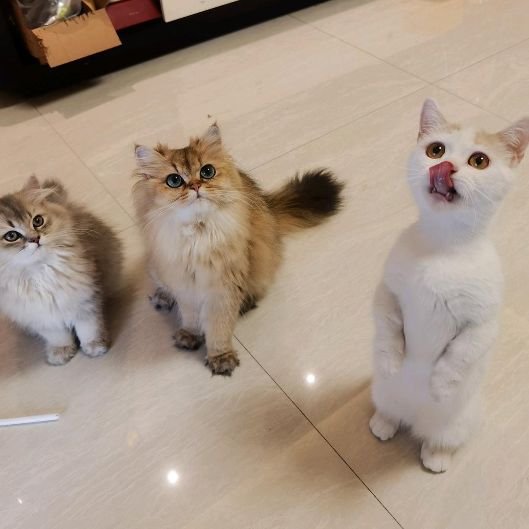 不会卖嘴的半吊子厨子