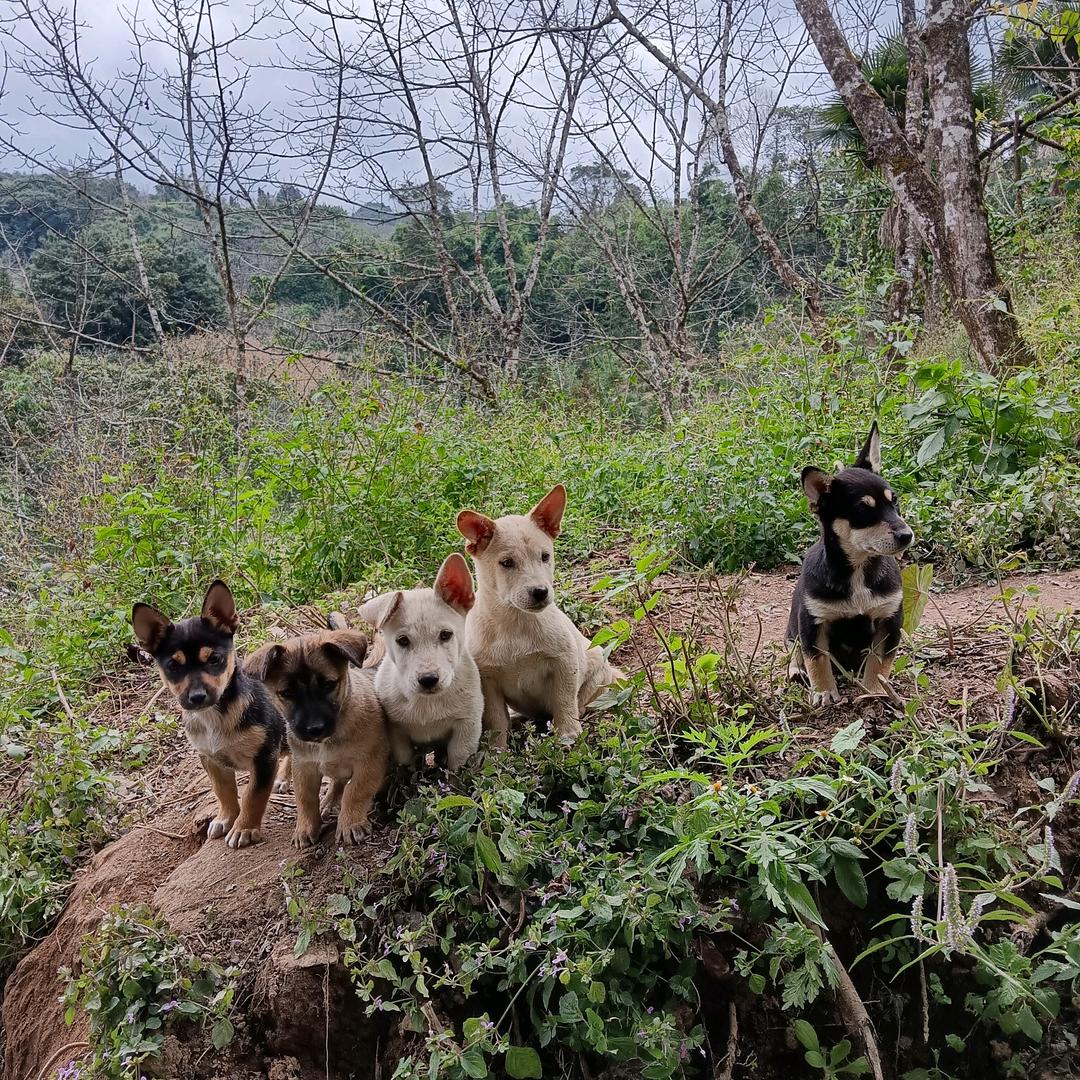 双江阳阳婚介服务中心