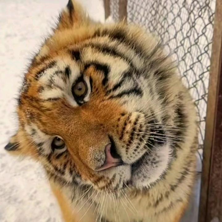 皮皮影视