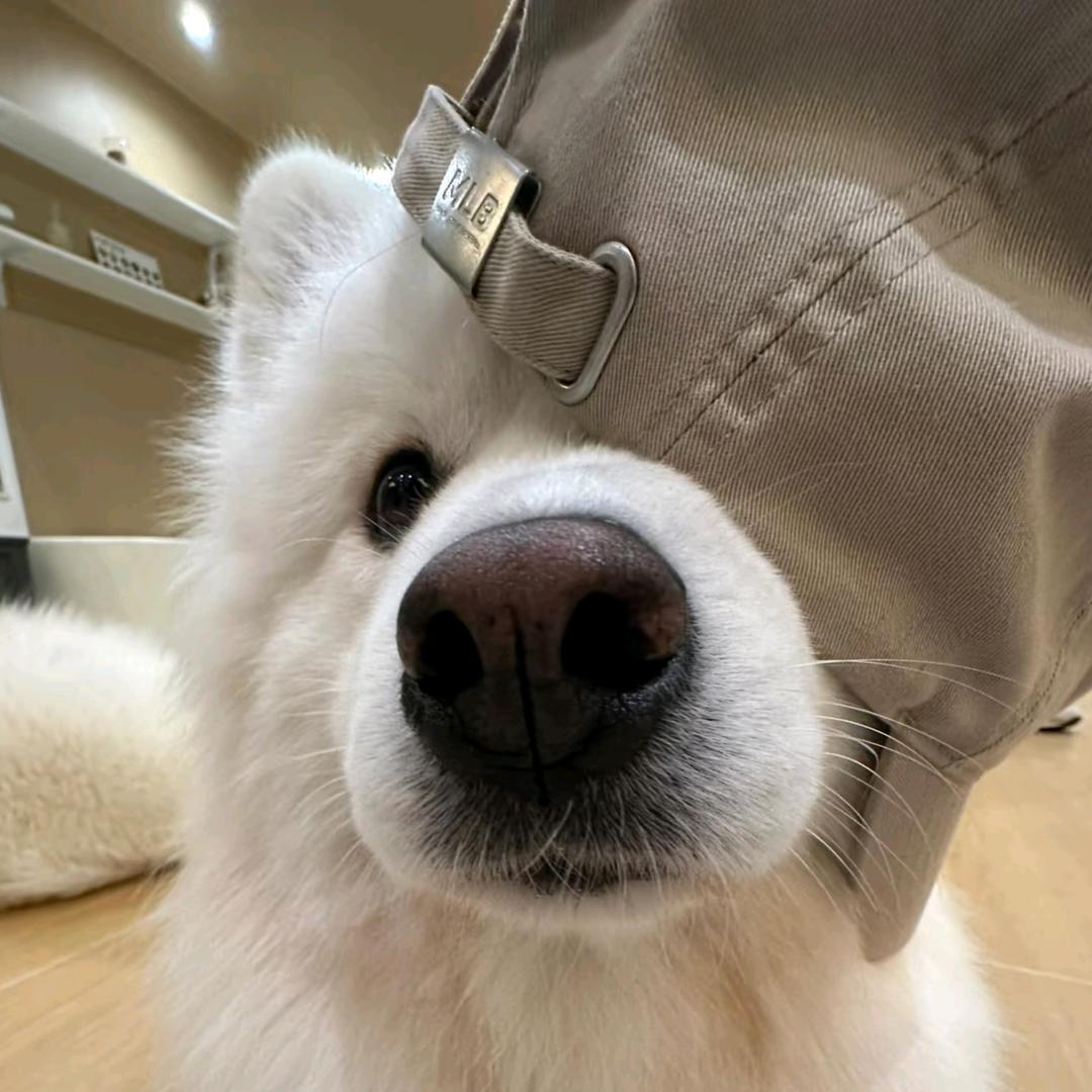 不吃蛋黄🍂