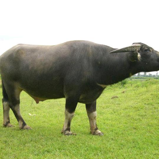 网红霸主《村里的希望》🔥