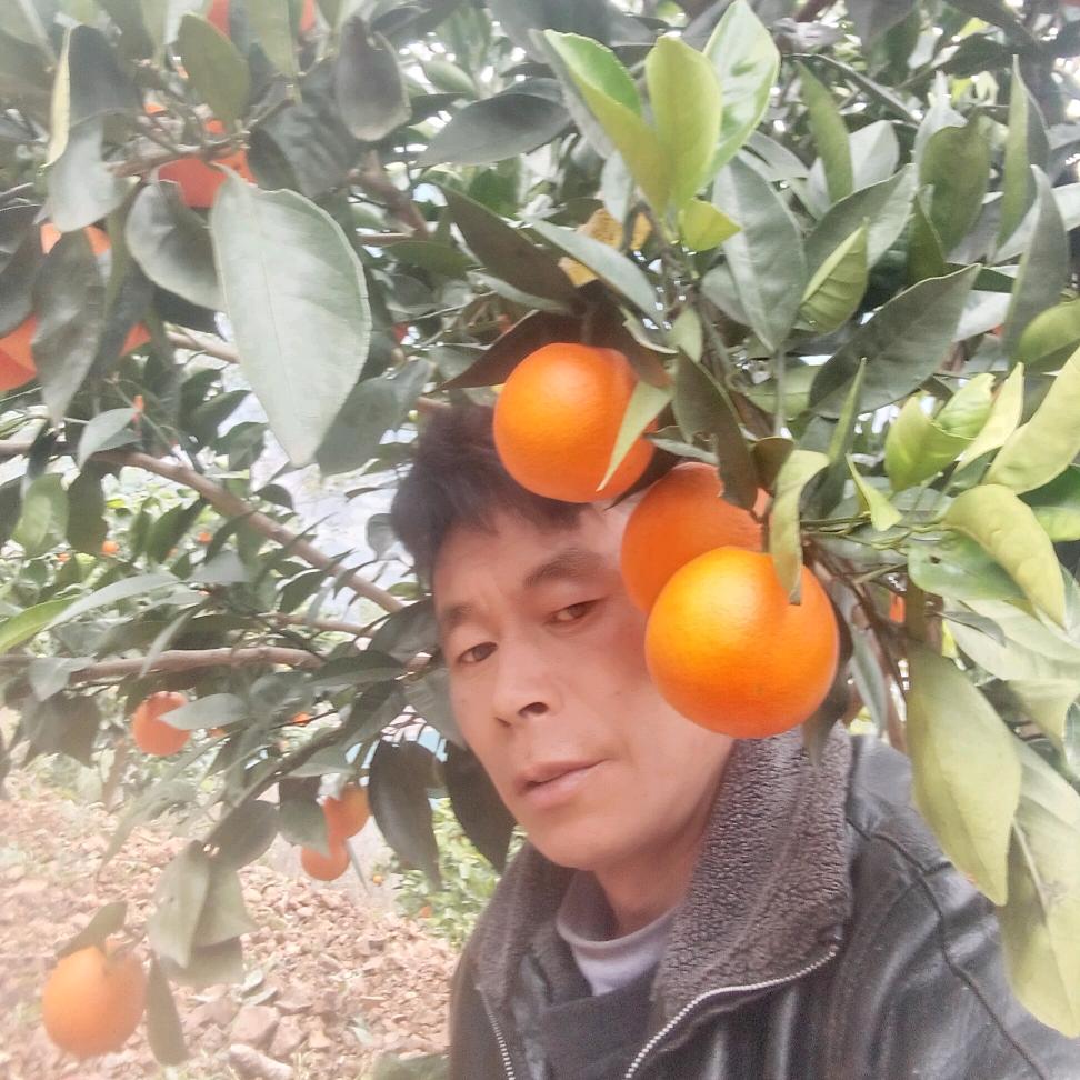 大凉山<平哥>农产品直销