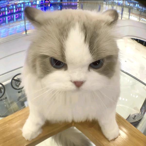 暴躁小嘻
