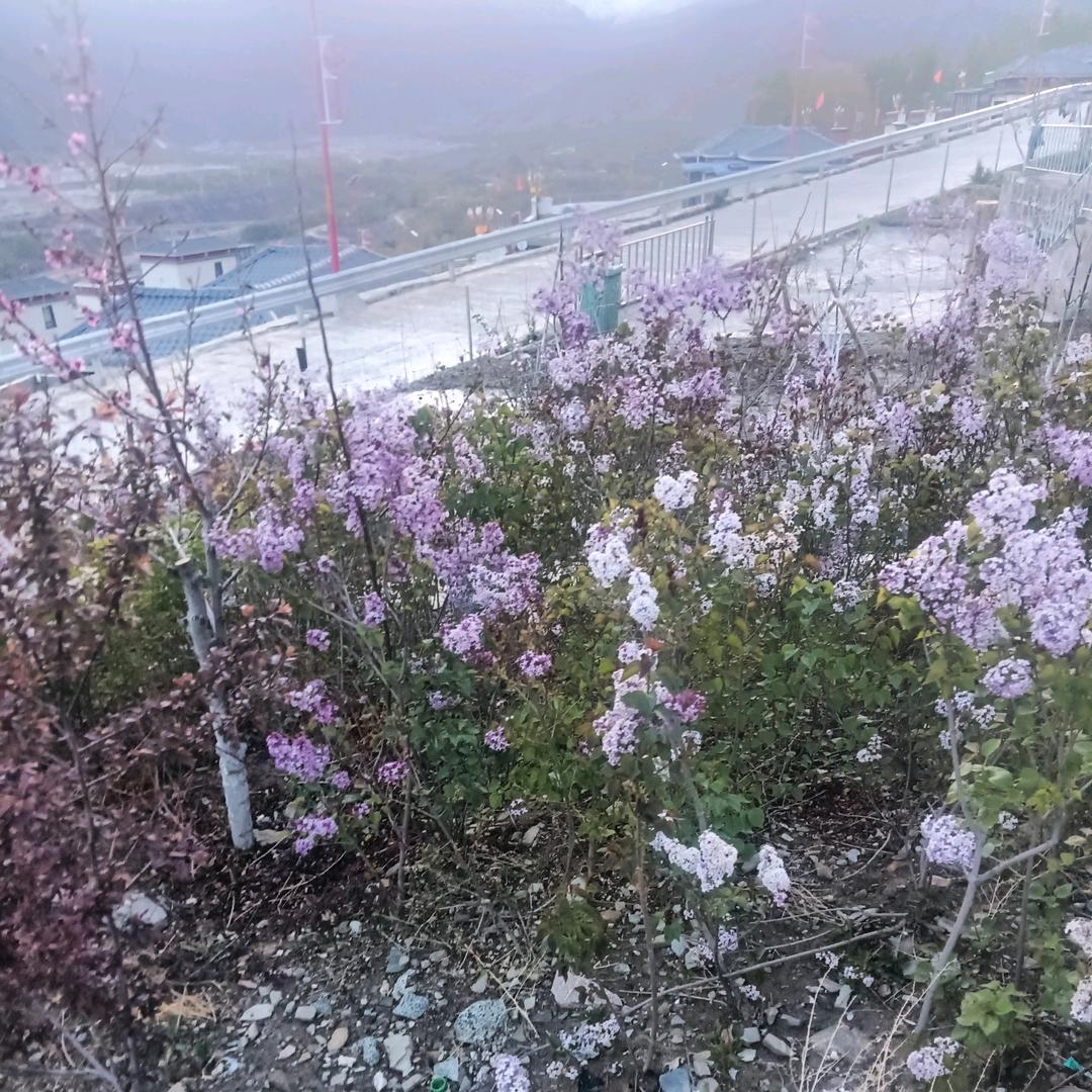 洛桑平措