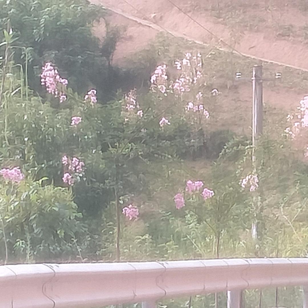 重庆三溪黄姐