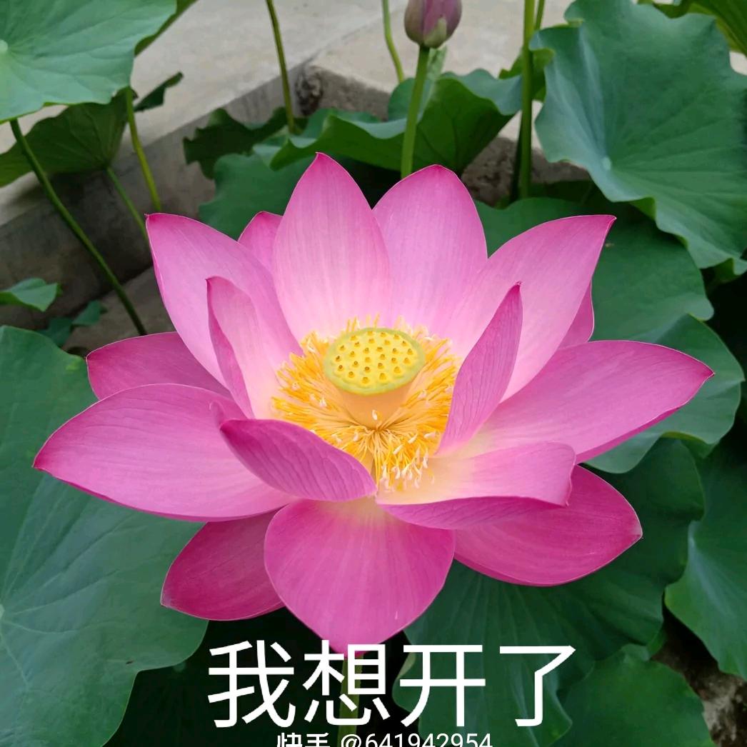 德寸