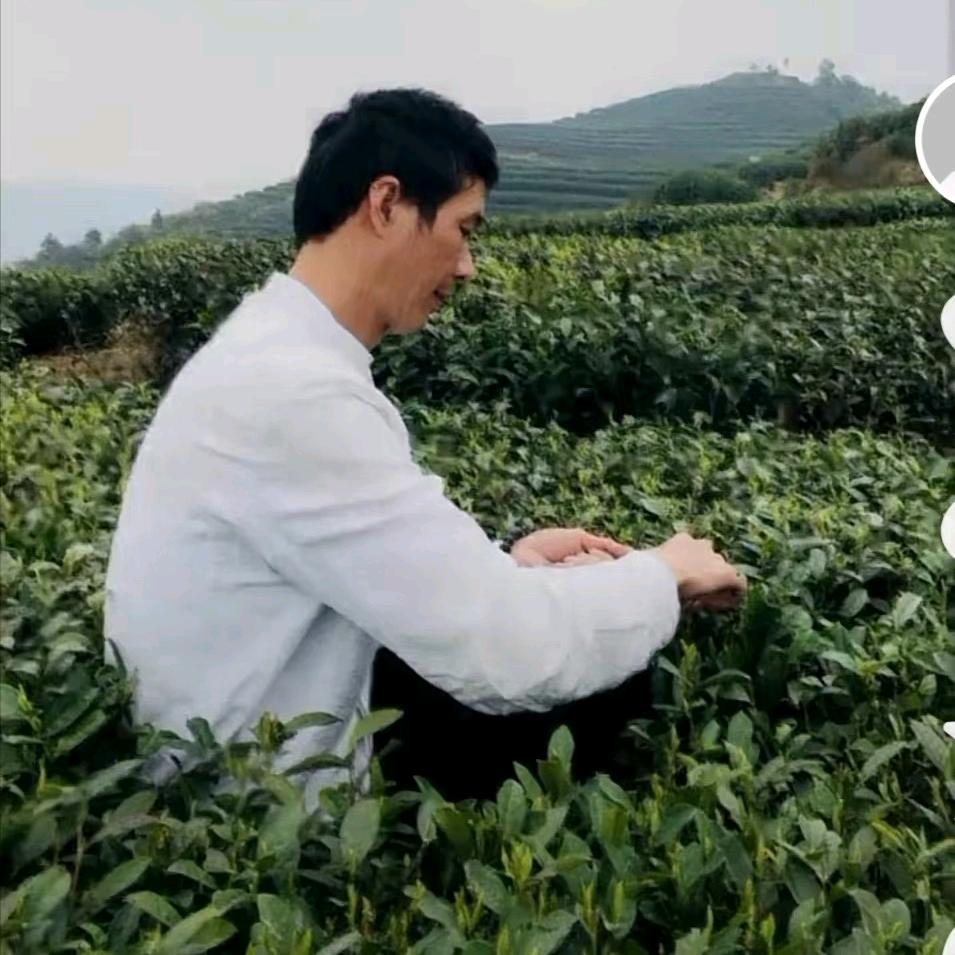 鼎顺茶叶