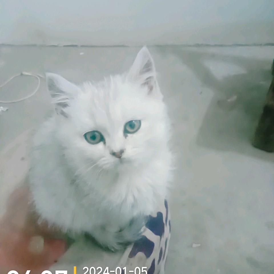 K哥