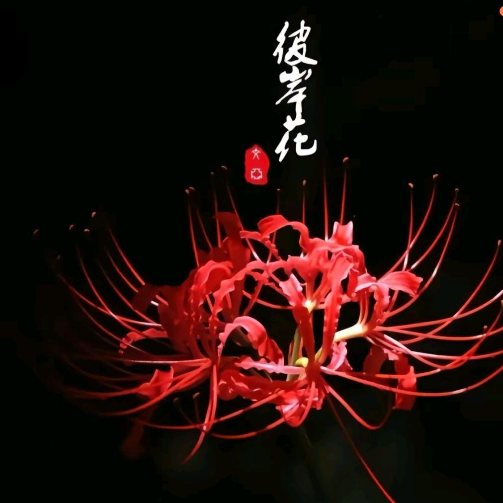 💞ꦿ᭄ღ彼岸花᭄ꦿ💞