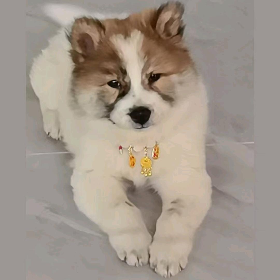 花脸豆浆&憨憨福豆