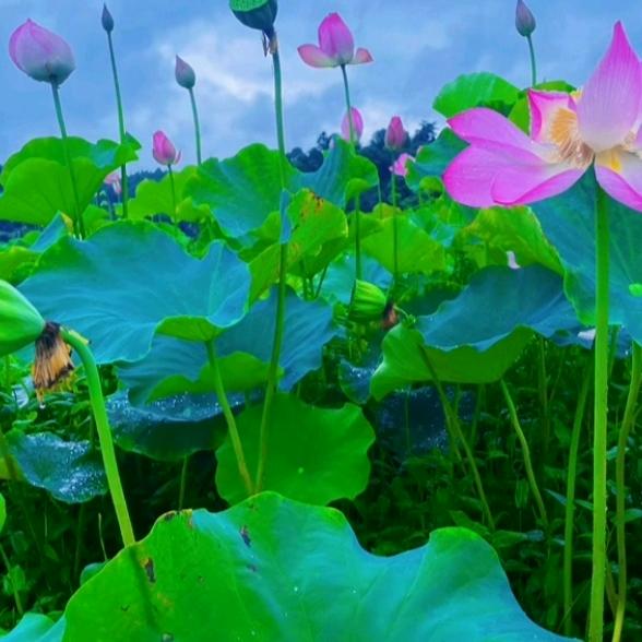 紫色烟花A
