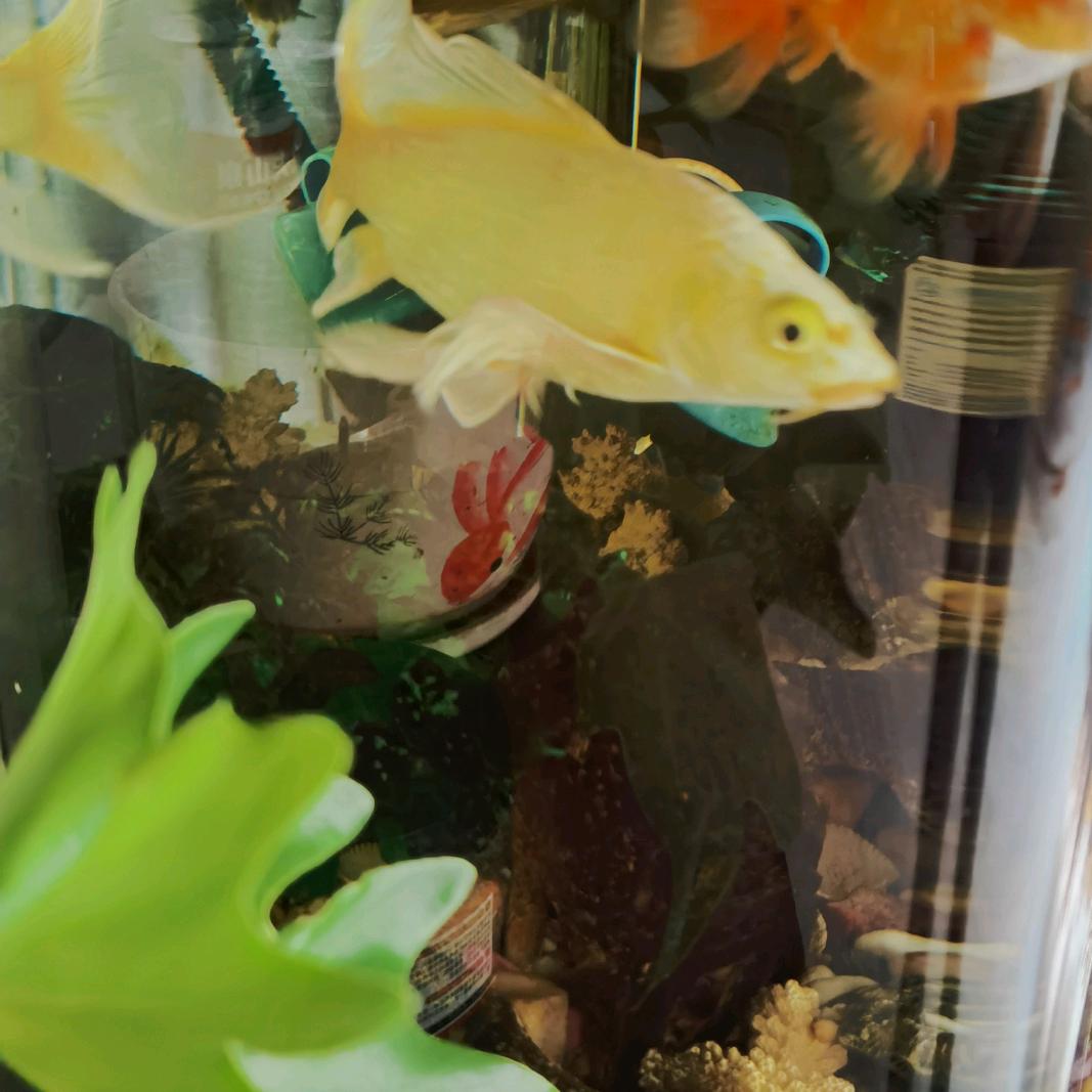 重庆渝北21年装修老炮