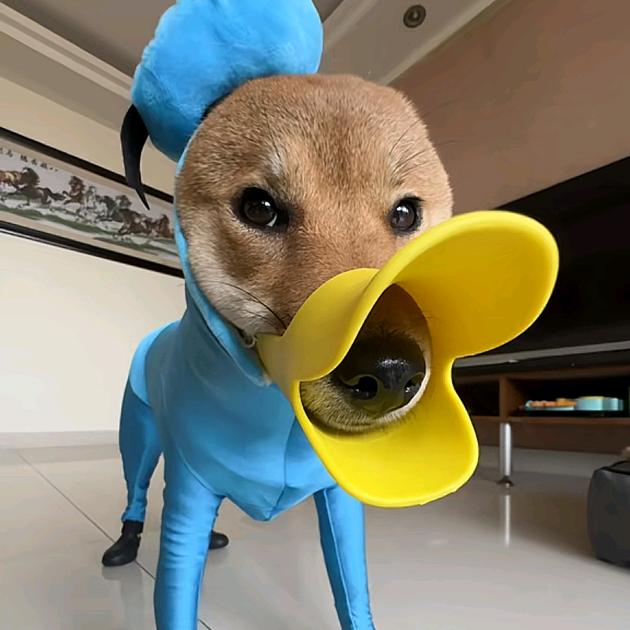 麻辣折耳根