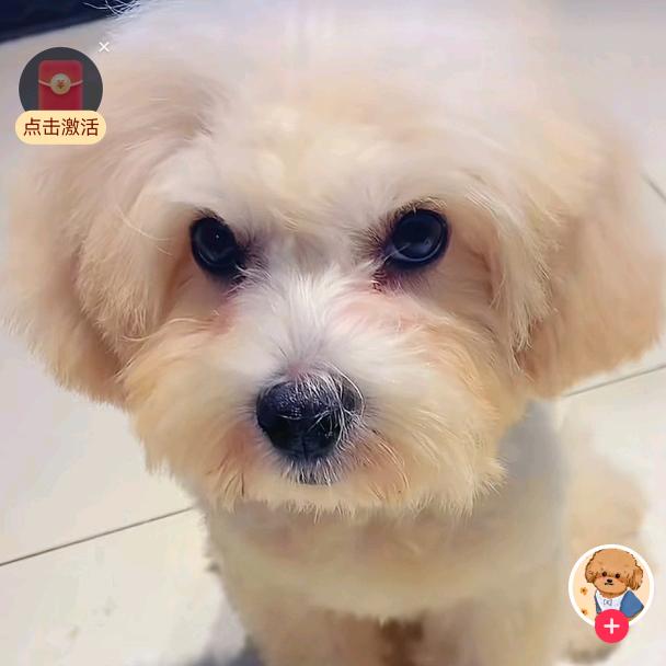 憨豆儿小狗的衣橱