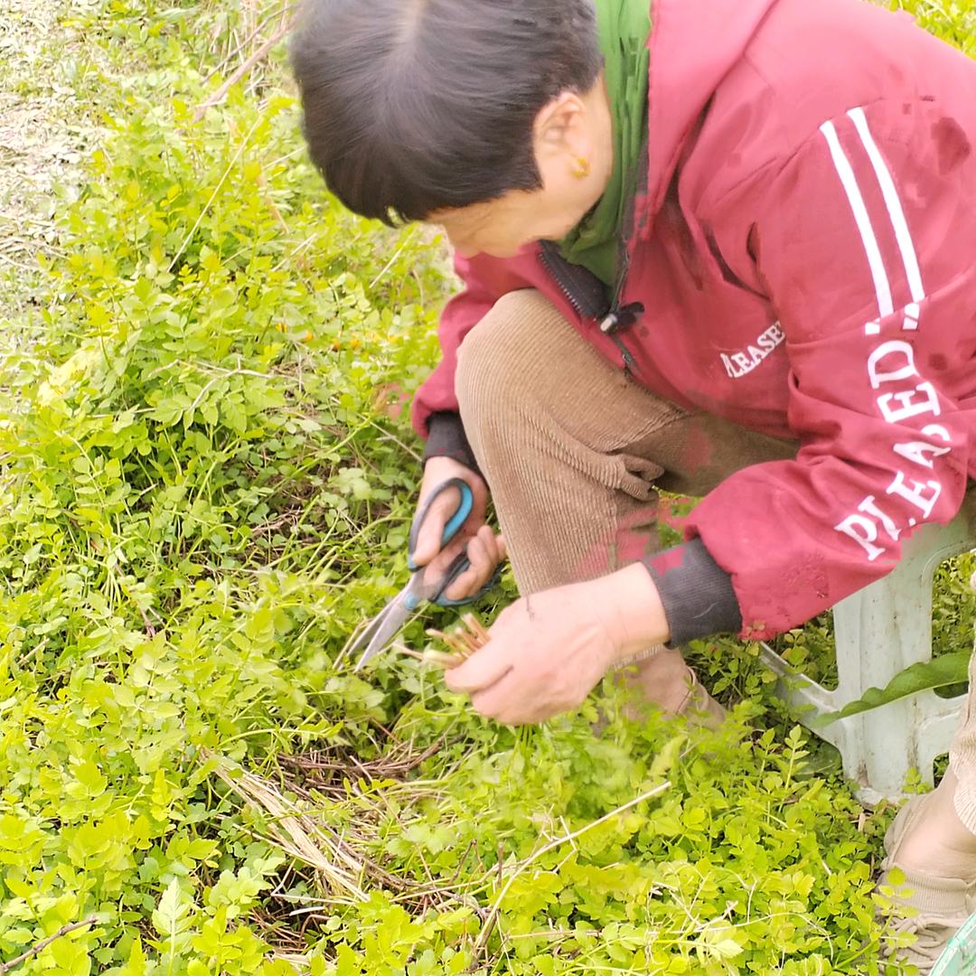 残疾人养羊