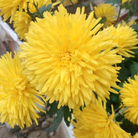 中国梦拒绝私聊