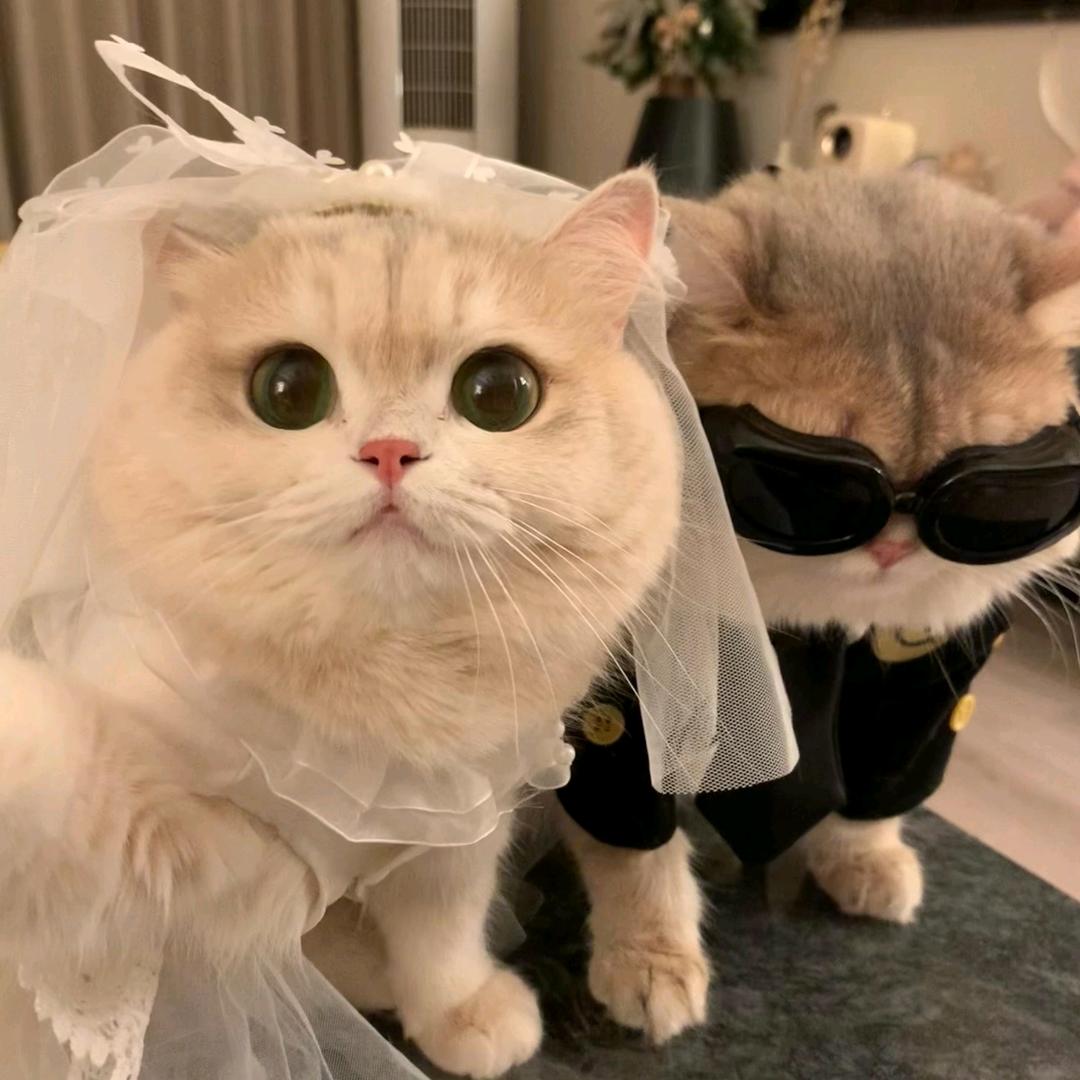 猫咪软糖～