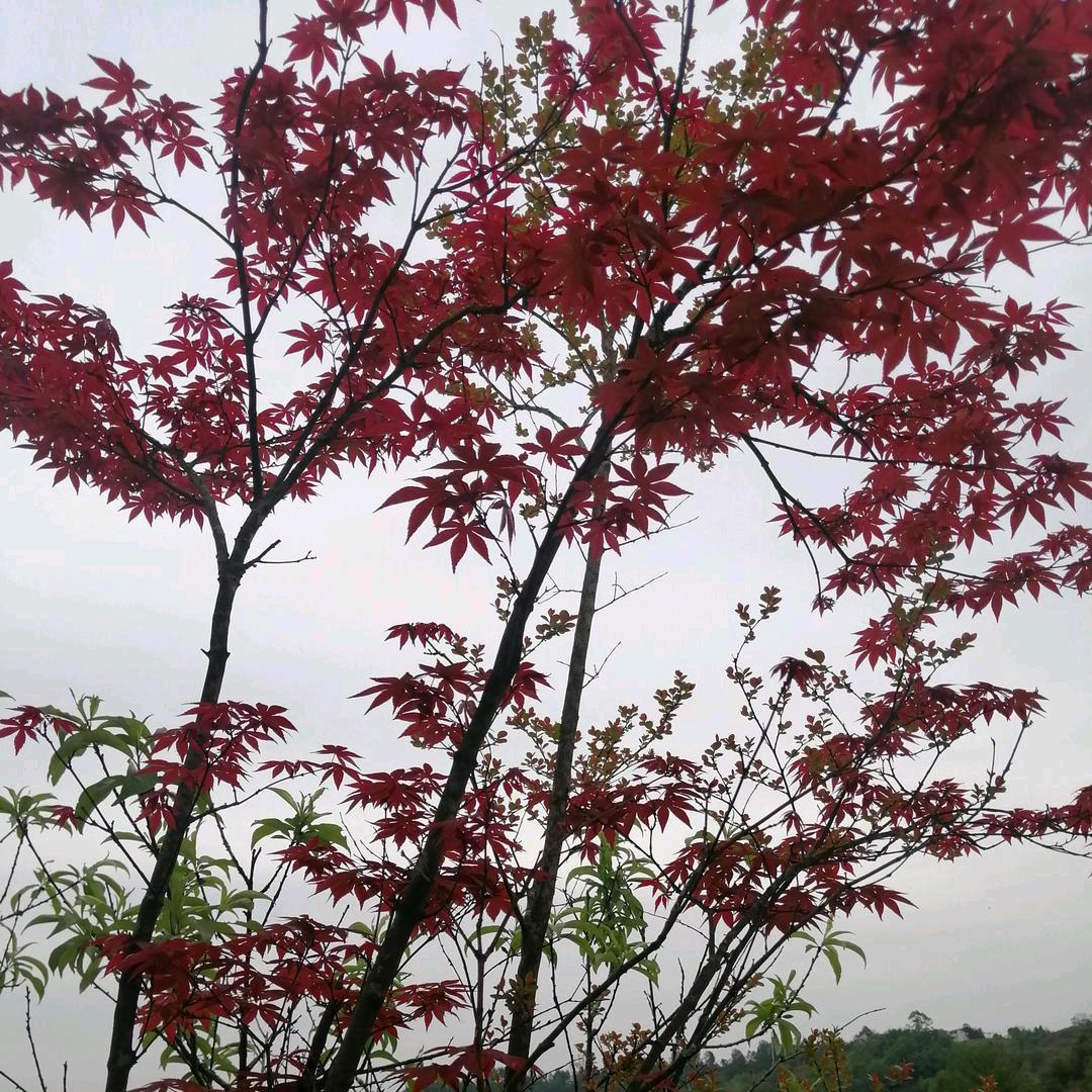 玩