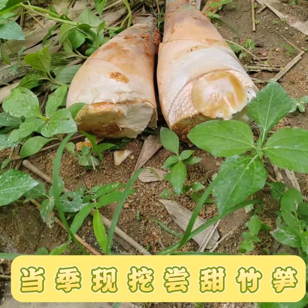 潮汕家乡竹笋农产品