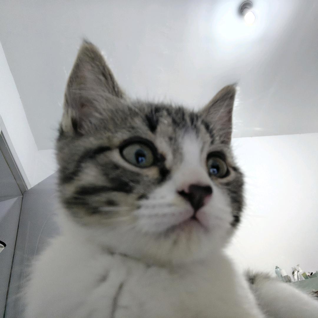 小锅