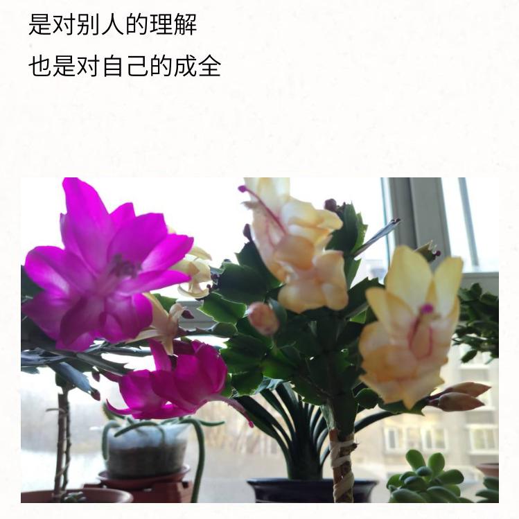 乡balao