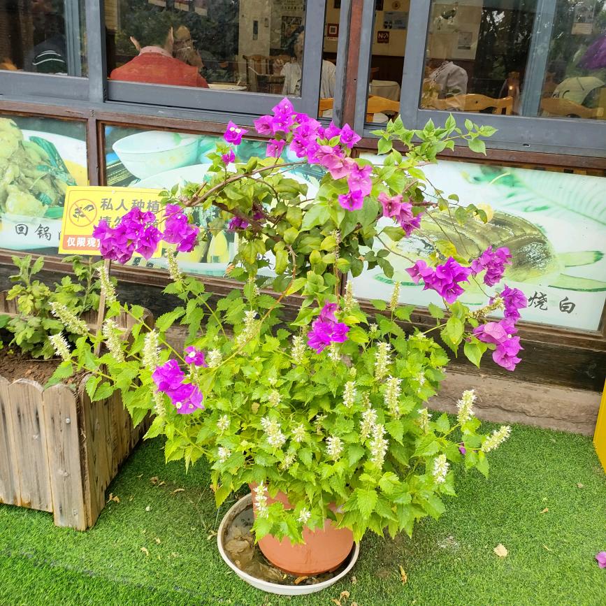小小