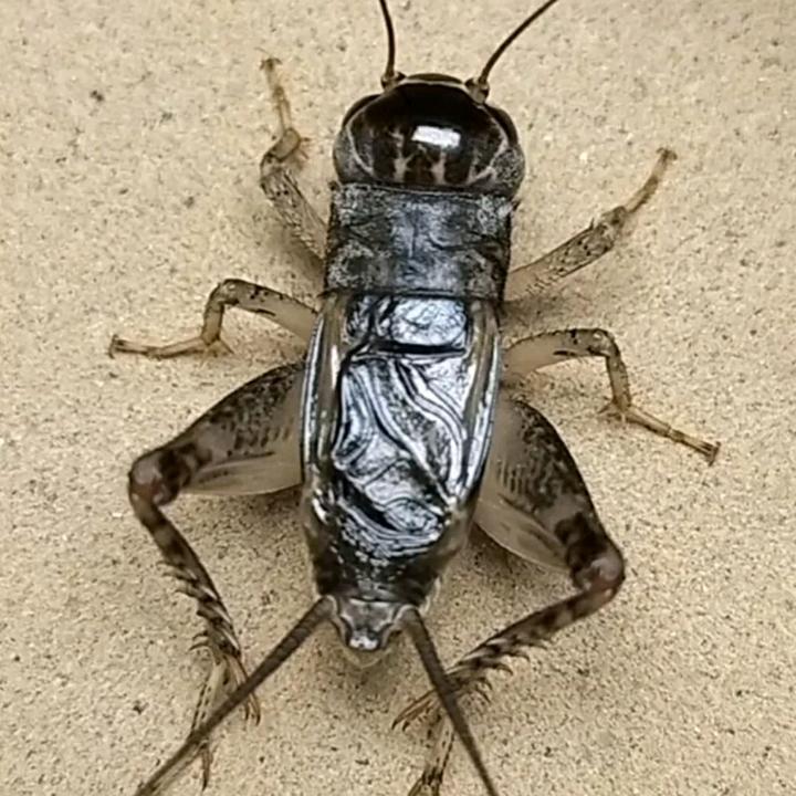 凤凰蟋蟀