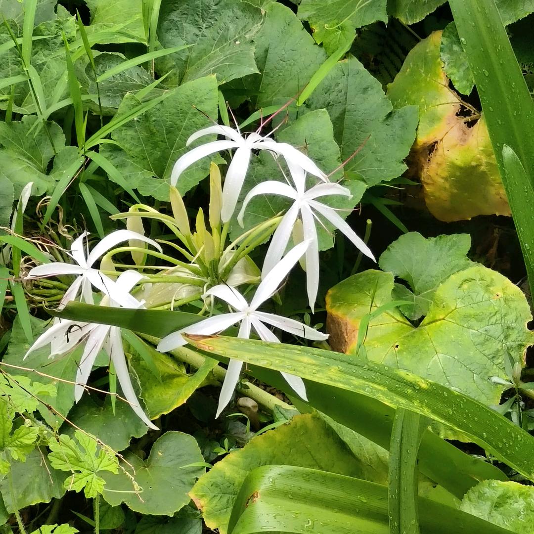 清艳造型