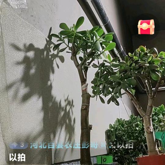 情感分析彭哥