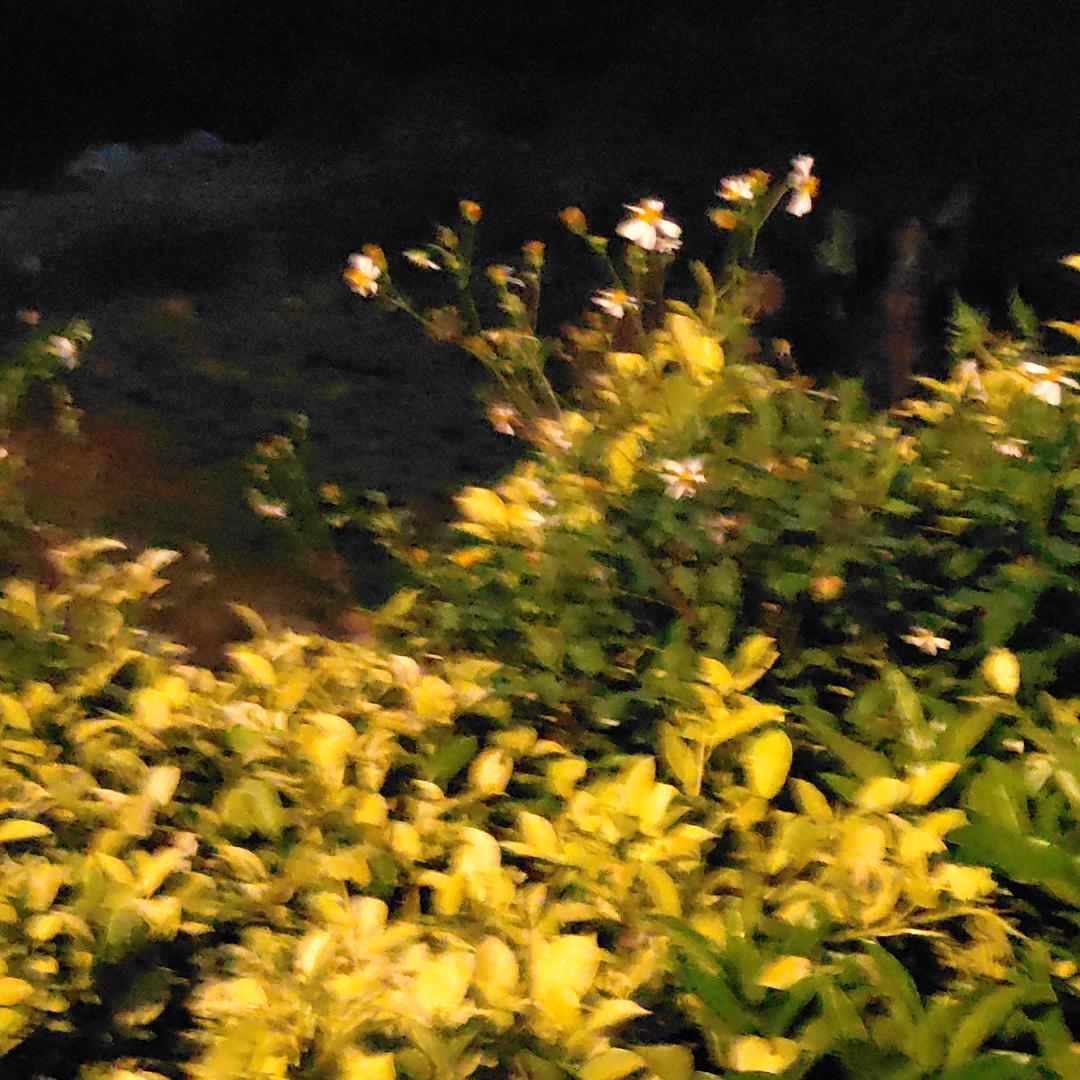 👧👧🌺🌺🌞🌞美丽的风景