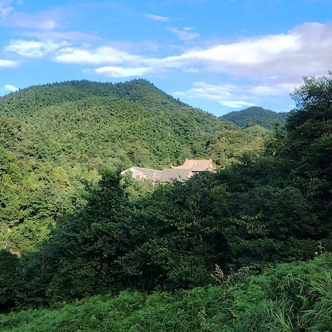 白伞盖下逍遥行