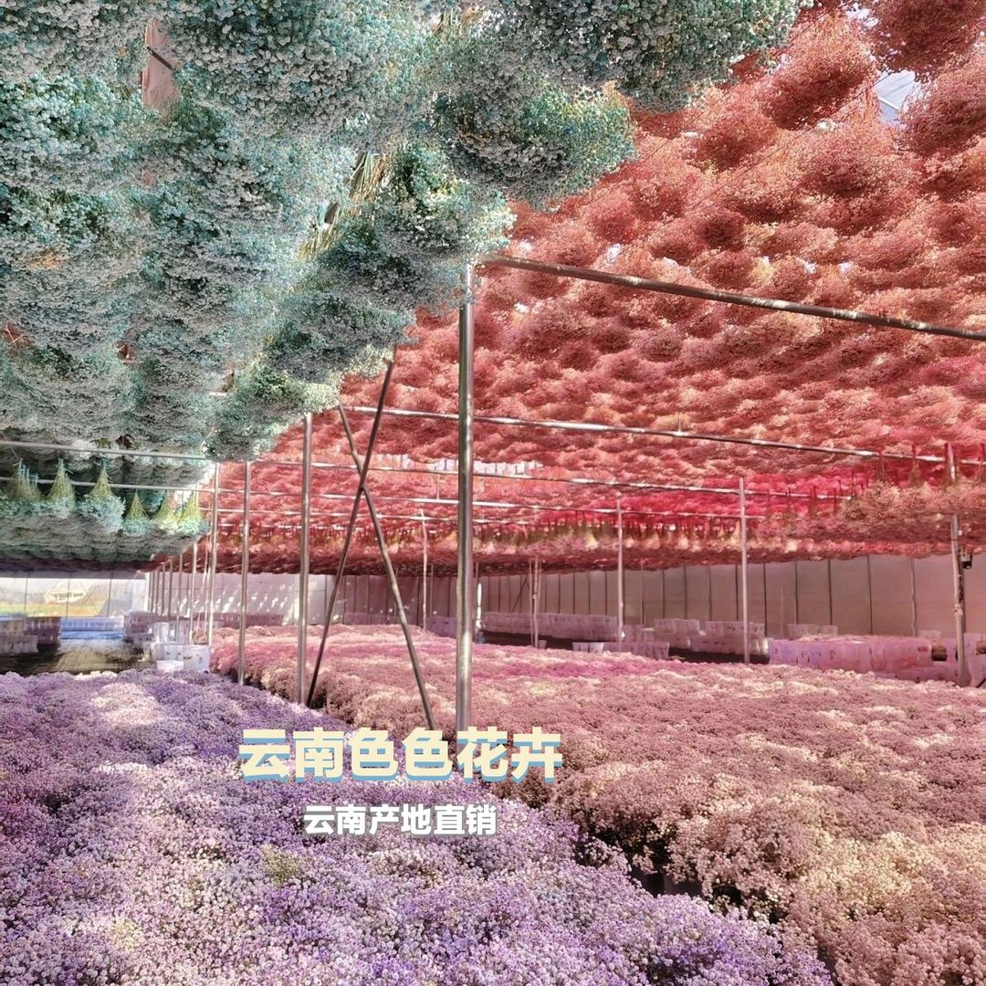 昆明百色永生花卉