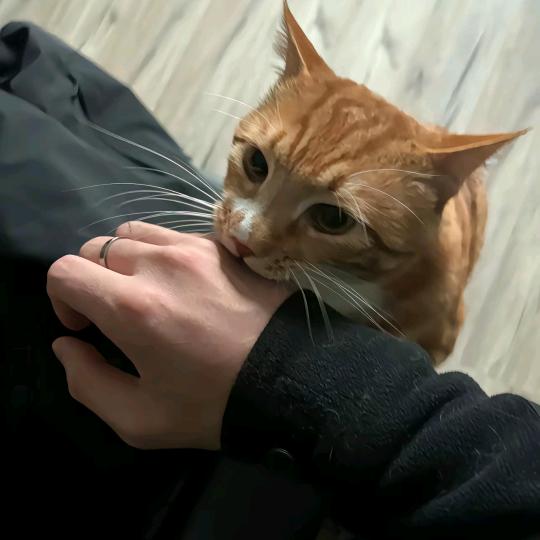 77 /•᷅•᷄\୭