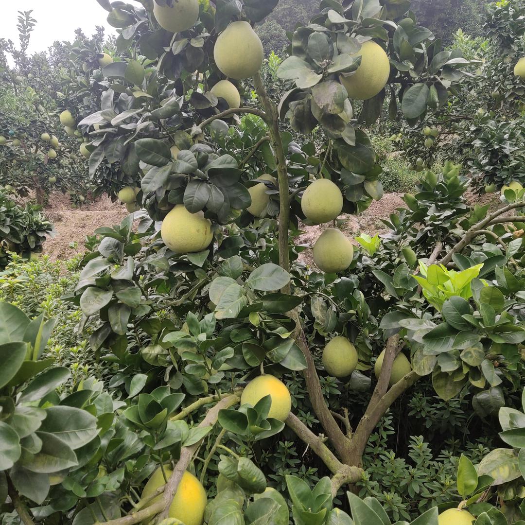 歲月茹歌